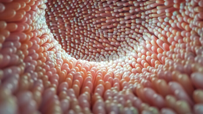 Close-up view of a pink, organic structure resembling villi or microvilli, with a focus on texture and depth.